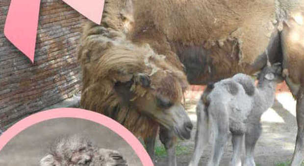 Fiocco rosa allo zoo di Napoli: è nata una cammellina. Contest per trovarle un nome
