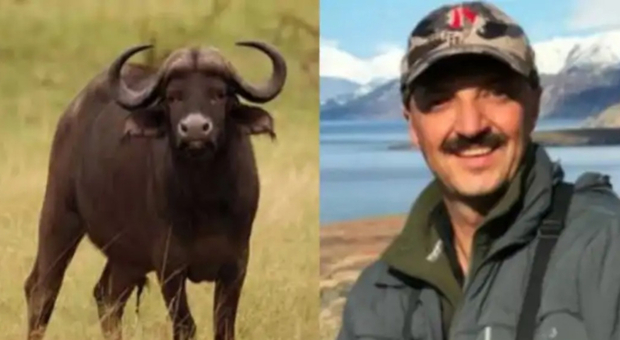 Spara a un bufalo durante una battuta di caccia, l'animale reagisce e lo uccide: morto l'ex presidente della Federcaccia