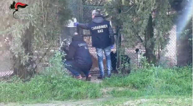 Irregolarità, i carabinieri del Nas chiedono la sospensione dell'attività per sei canili