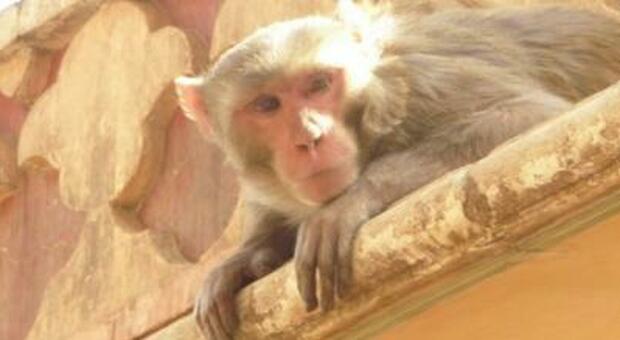 Muore saltando nel vuoto nel tentativo di sfuggire a un attacco di scimmie in India