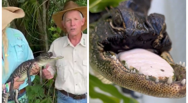 Jawlene, la femmina di alligatore che sopravvive senza la mandibola: «Se la cava alla grande»