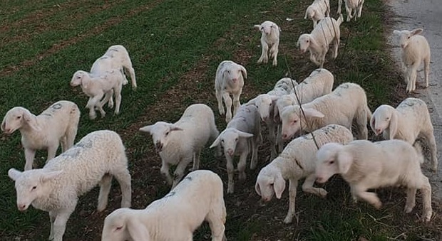 Falconara, aprono il recinto e portano via il gregge: scomparse 160 pecore