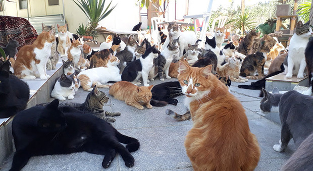 Epidemia di coronavirus nell'isola di Cipro: i gatti saranno curati con 80mila pillole anti-covid. Polemiche per i costi.