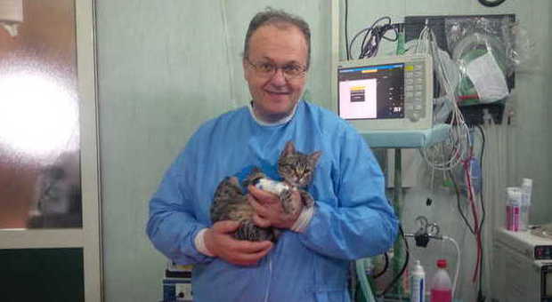 Mario, il gatto cardiopatico operato a Napoli: un pacemaker gli salva la vita| Video