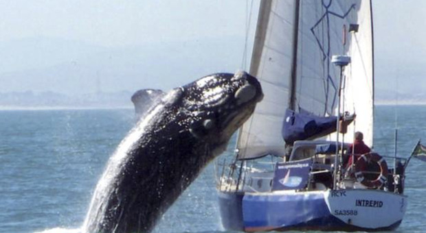 Barca si scontra contro una balena, dramma in mare: due morti e tre persone disperse