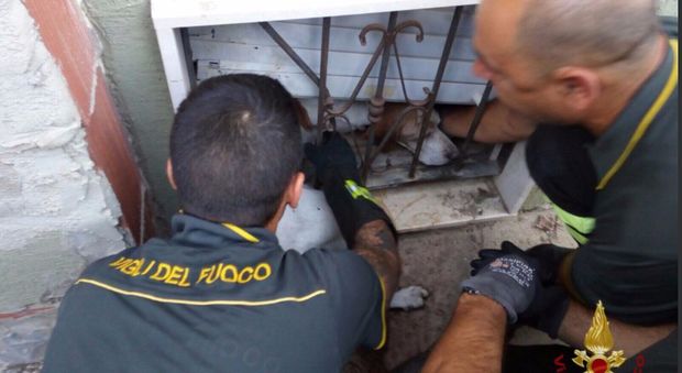 Vigili del fuoco in Sardegna salvano un cane incastrato in una ringhiera