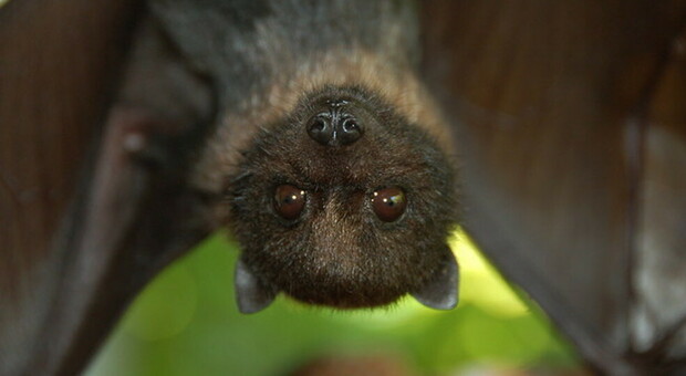Pipistrelli, 30 “Bat boxes” a Fiumicino contro le zanzare: «Riducono insetti dannosi senza inquinare»