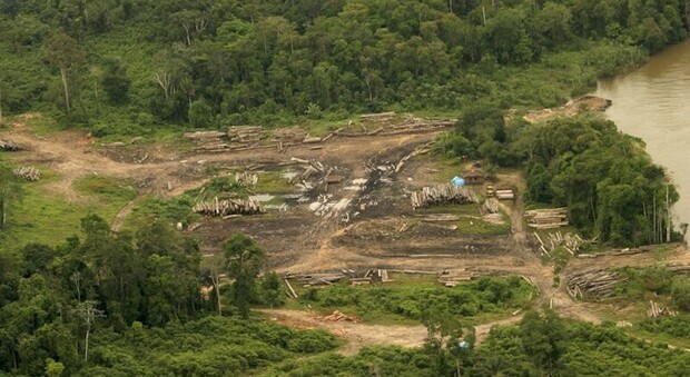 Più di 200 persone salvate dal lavoro forzato nelle piantagioni dell'Amazzonia