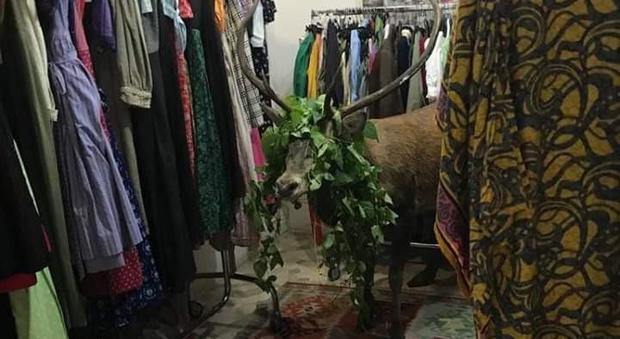 Cervo entra in un negozio di vestiti, caos a Cortina: animale sedato e poi liberato