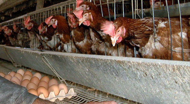 Influenza aviaria: chiusa una ditta, 36mila galline saranno abbattute