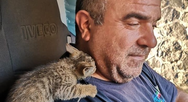 Netturbini salvano gattina sepolta tra i rifiuti: Pimpa cerca casa