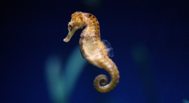 Un ippocampo o cavalluccio marino (Alex Griffioen/Flickr)