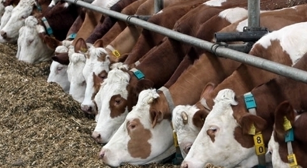 Tubercolosi bovina in un allevamento a Lecce: abbattuti tre capi per evitare il contagio da latte