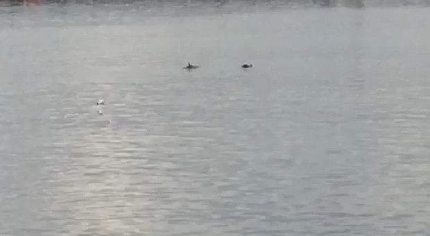 Giochi d'acqua e immersioni, tre delfini in porto a Castellammare