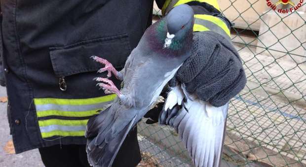 Il piccione liberato dai vigili del fuoco a Jesi
