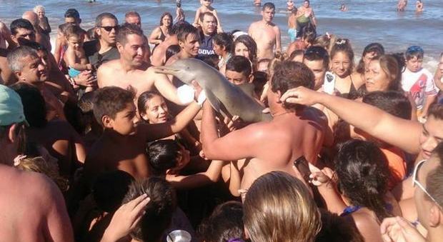 Il delfino morto in Argentina (Fb Hernan Coria)
