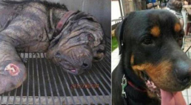 La nuova vita di Tiny, il Rottweiler condannato all'eutanasia salvato dai volontari