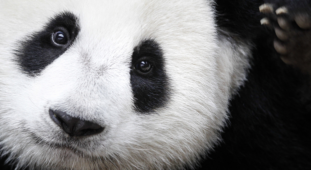 La bella sorpresa: il panda non è più a rischio estinzione