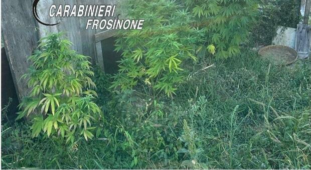 Le piante scoperte dai carabinieri