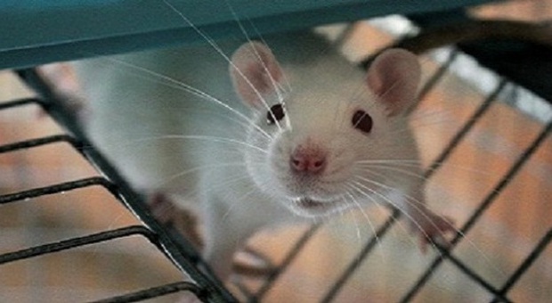 Blitz animalista all'Istituto oncologico per liberare topi da sperimentazione