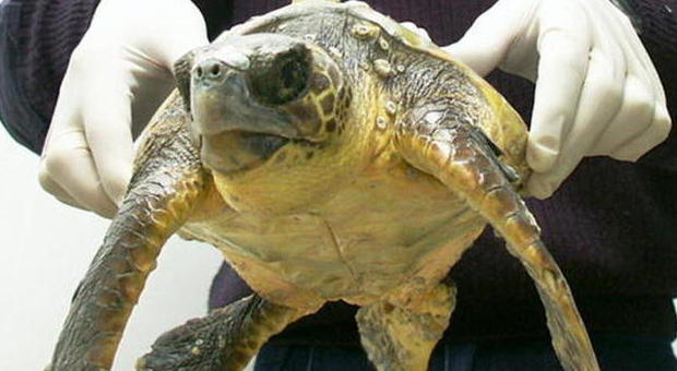 Ortona, salvato dalla guardia costiera esemplare di tartaruga Caretta caretta