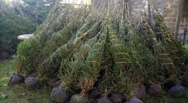 "Progetto ossigeno", il Parco degli Ausoni ritira e rimette a dimora gli alberi di Natale