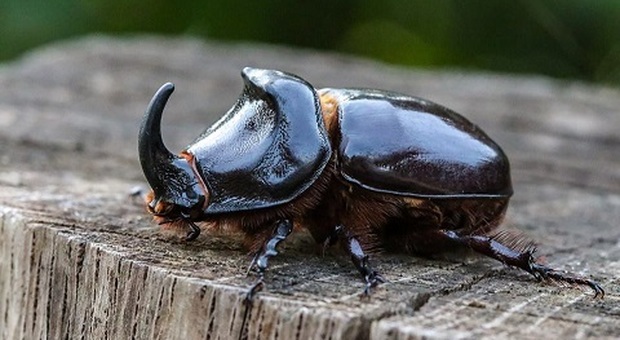 Lo scarabeo rinoceronte è tra gli insetti che popolano i colli Berici
