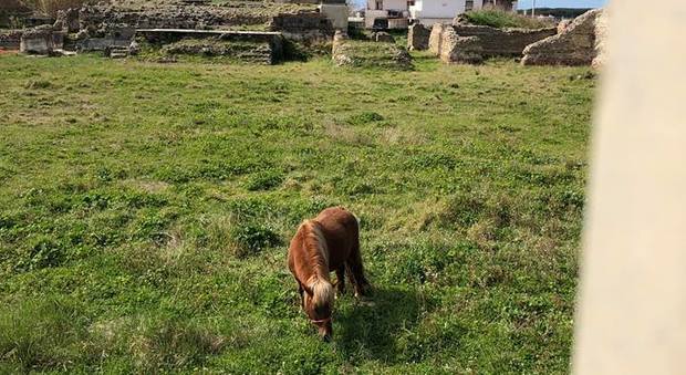 Pony al pascolo negli scavi archeologici di Liternum, la foto è virale