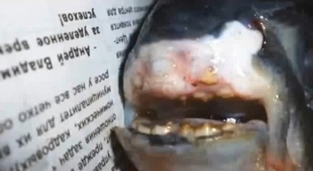 Pesce dai denti "umani" pescato a 800 km da Chernobyl: potrebbe essere un Piranha