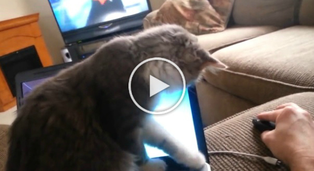 Il gatto che gioca col computer, ma alla fine combina un danno