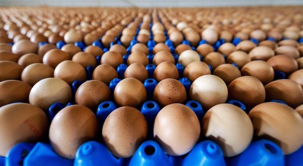 Uova contaminate: un caso in una ditta di imballaggio a Teramo