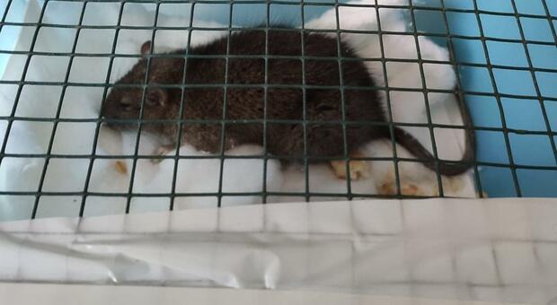 Il topo “Orazio” soccorso dall'Oipa alla fine non ce l'ha fatta nonostante le cure ricevute