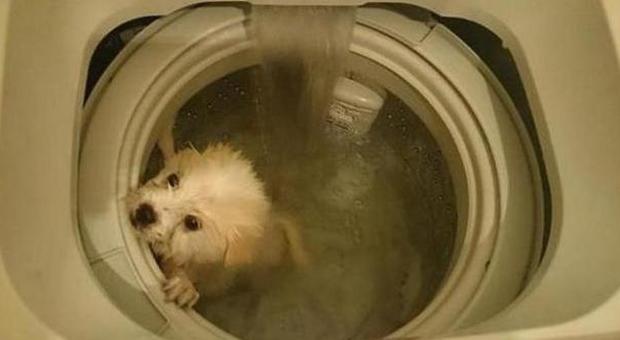 Il cane rinchiuso in lavatrice