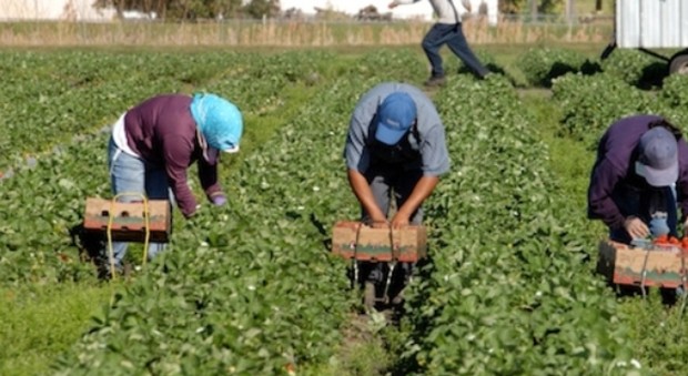 Coldiretti al governo: «Anche quello dell'agricoltore fra i lavori usuranti»