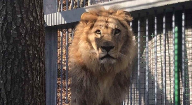 Il leone rinchiuso in una piccola gabbia all'ingresso del ristorante (immagine pubbl dal quotidiano KOHAnet)