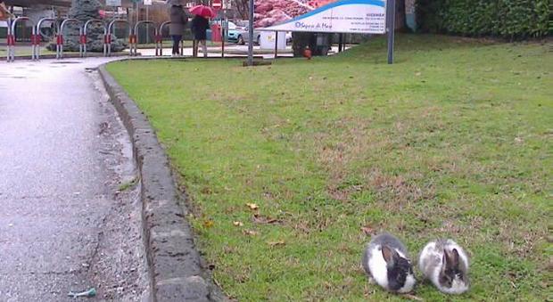 I conigli del Querini hanno invaso il parco dell'ospedale