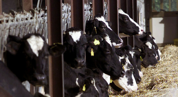 No del Parlamento Ue a stop generalizzato antibiotici ad animali