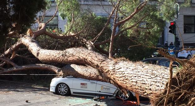 Roma, grosso albero crolla su due auto: uno è un taxi, ferita una persona. Paura sul Lungotevere