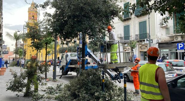 Napoli Est, si potano gli alberi di corso Ponticelli: torna il decoro