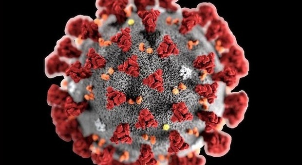 Coronavirus, c'è un gruppo sanguigno che rischia di meno il contagio: ecco quale