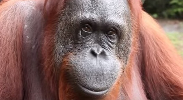 Atlanta, è morto Chantek, l'orangotango che conosceva la lingua dei segni