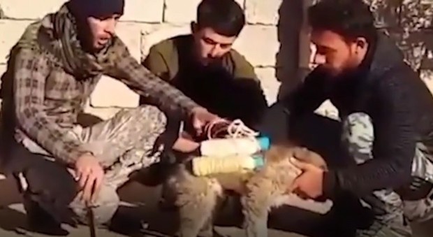 Terroristi Isis catturano un cucciolo di cane e lo trasformano in kamikaze