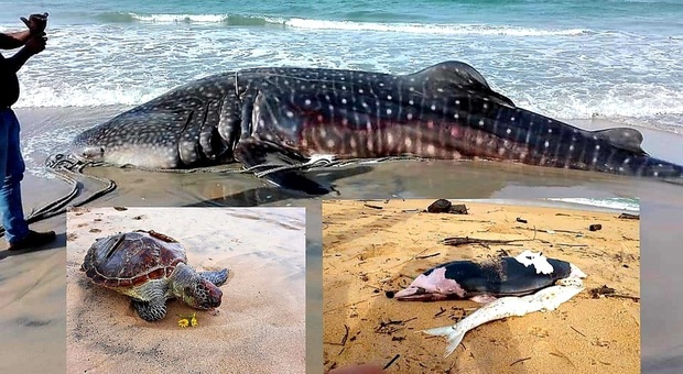 Tartarughe, squali, delfini e balene morti dopo il disastro ambientale nello Sri Lanka