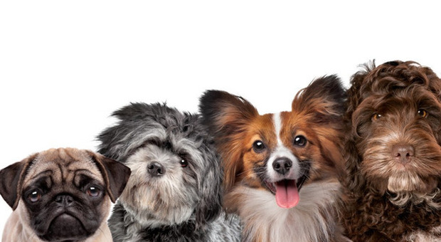 Cane cerca partner, con "Doggami" è possibile: l'app d'incontri per gli amici a quattro zampe