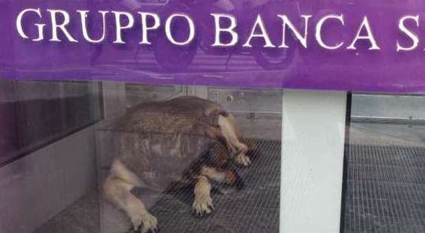 Un bancomat per cuccia: a Lecce il cane adottato da una banca
