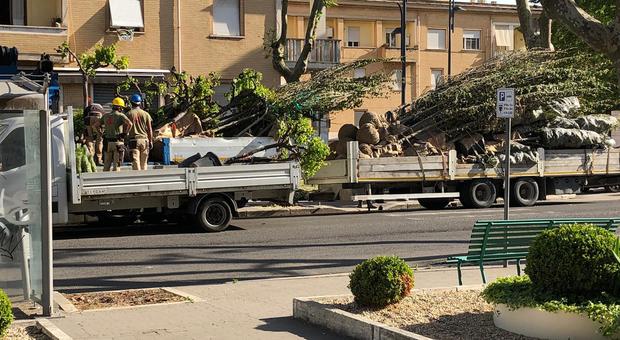 Al via i lavori a viale Mazzini: dopo l'abbattimento dei pini arrivano lecci e platani