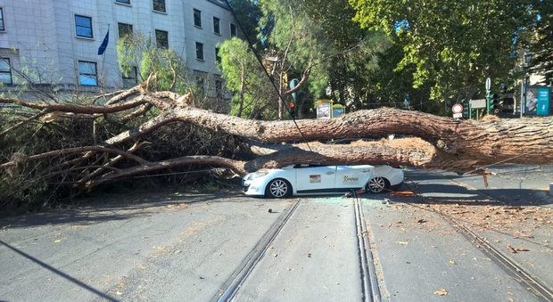 Roma, albero crolla su tre auto a Prati: tassista ferito