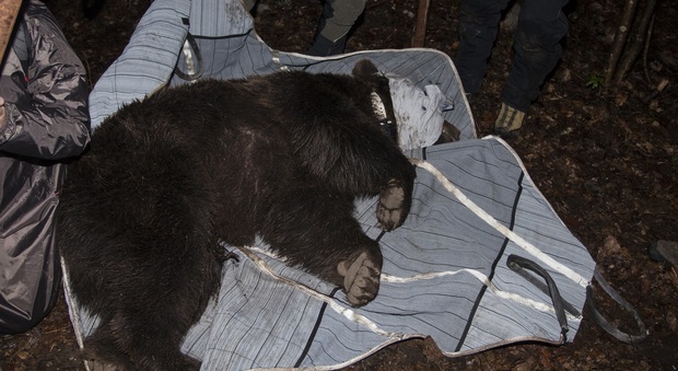 Catturato l'orso Mirtillo: pesa 163 kg, ha 6 anni e arriva dalla Slovenia