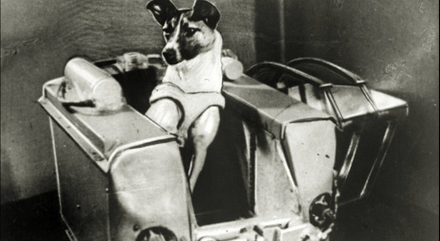 Laika, la cagnetta lanciata nello spazio 65 anni fa (immag repertorio Ansa)