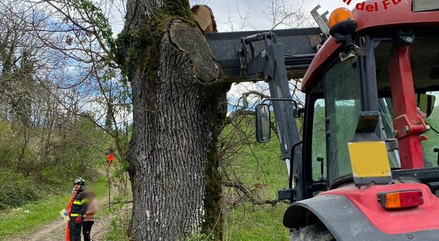 Pietrarubbia, tragica caduta mentre pota un albero: anziano agricoltore trovato morto nel campo